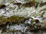 Das Plasmodium von Ceratiomyxa fruticulosa überzieht  alte Baumstubben mit einer gallertartigen Masse.